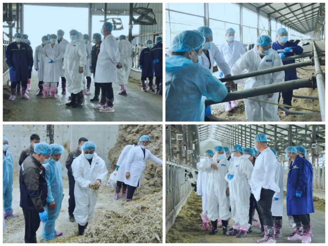 花花牛丨國家奶牛產(chǎn)業(yè)技術(shù)體系首席科學家、中國農(nóng)業(yè)大學教授李勝利一行蒞臨花花牛魯山瑞亞參觀調(diào)研