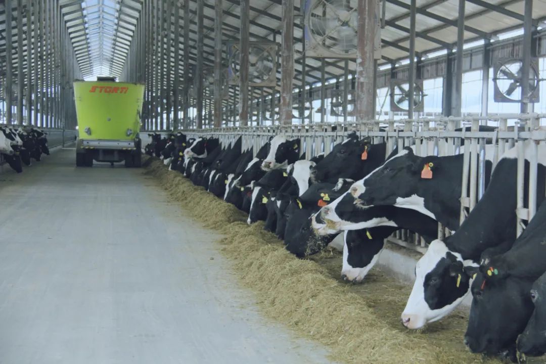 花花牛丨駐馬店市遂平縣政協(xié)黨組書記、主席張衛(wèi)東一行蒞臨花花牛魯山瑞亞牧場參觀