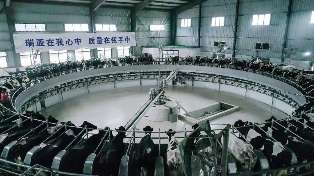 花花牛丨駐馬店市遂平縣政協(xié)黨組書記、主席張衛(wèi)東一行蒞臨花花牛魯山瑞亞牧場參觀