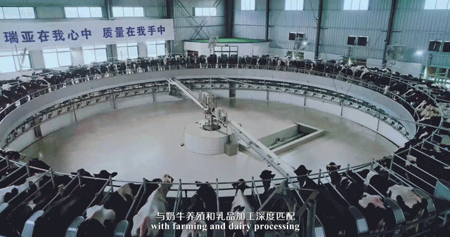 快訊 | 河南省委常委、省紀委書記、省監(jiān)委主任任正曉蒞臨花花牛乳業(yè)集團新蔡瑞亞牧場調(diào)研